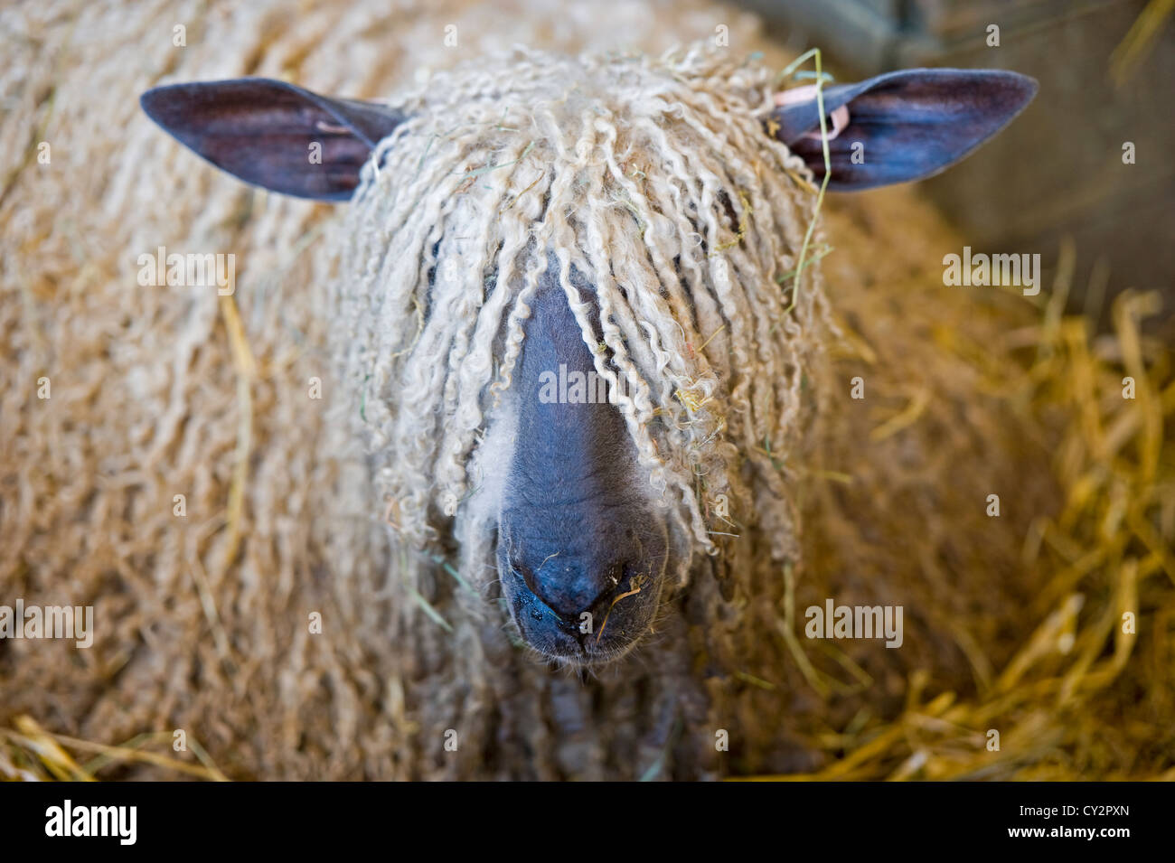 Wool over eyes hires stock photography and images Alamy