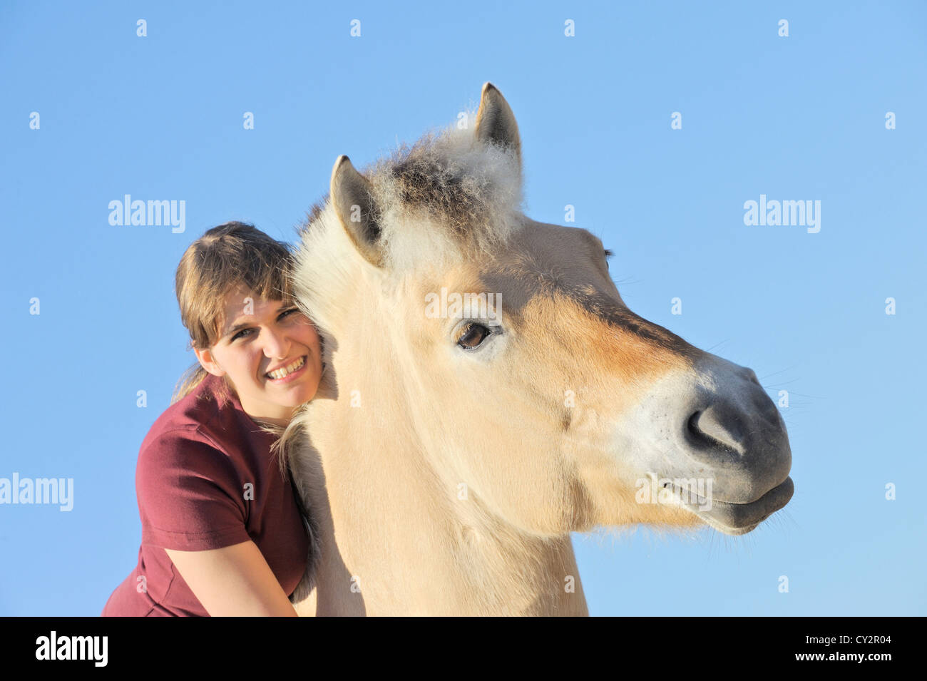 Girl on Norwegian horse Stock Photo Alamy