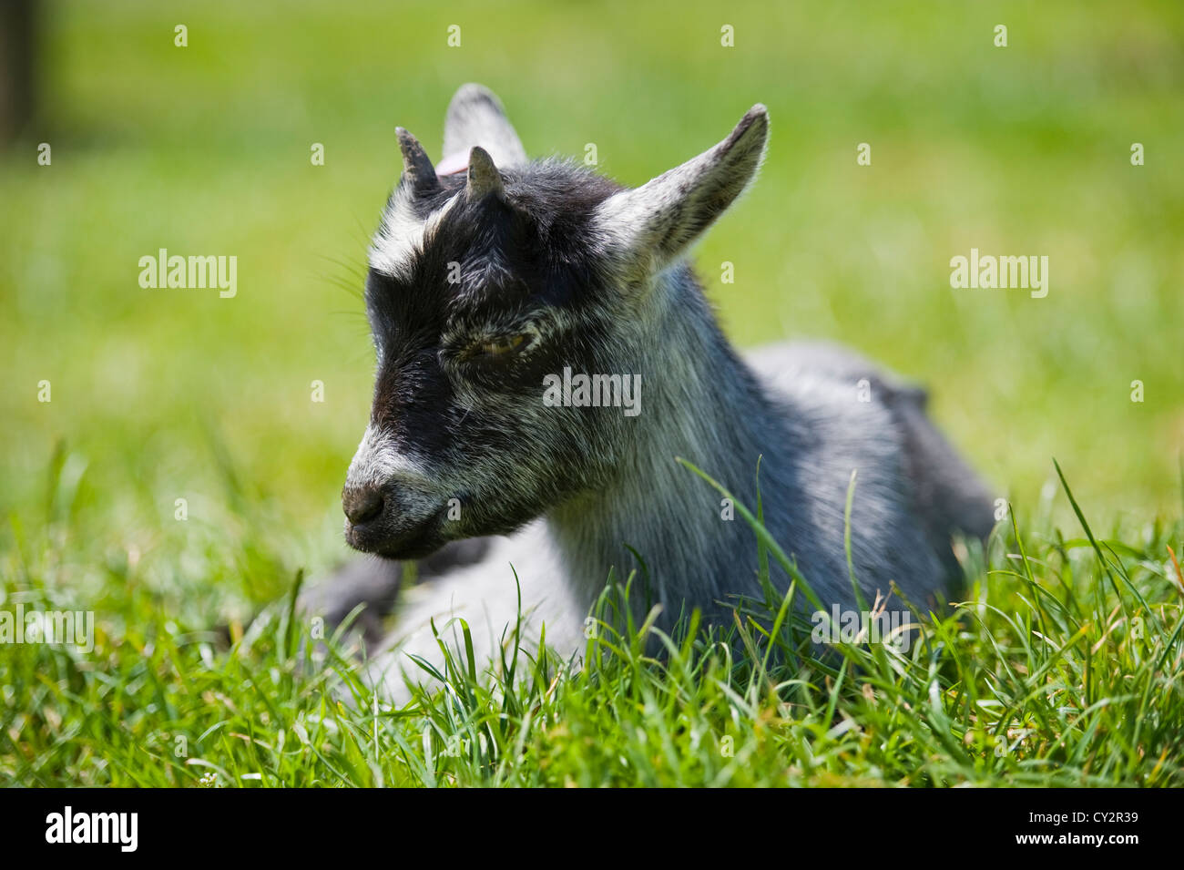 Kid goat showing horns Stock Photo Alamy