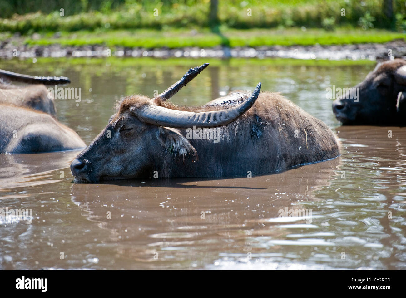 Buffalo in water Stock Photo