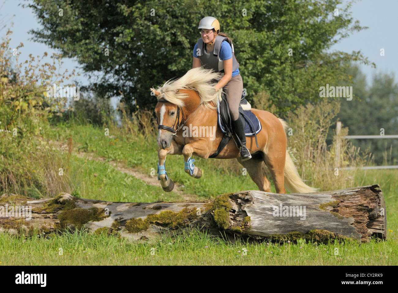 Entry level cross country training (Haflinger horse Stock Photo - Alamy