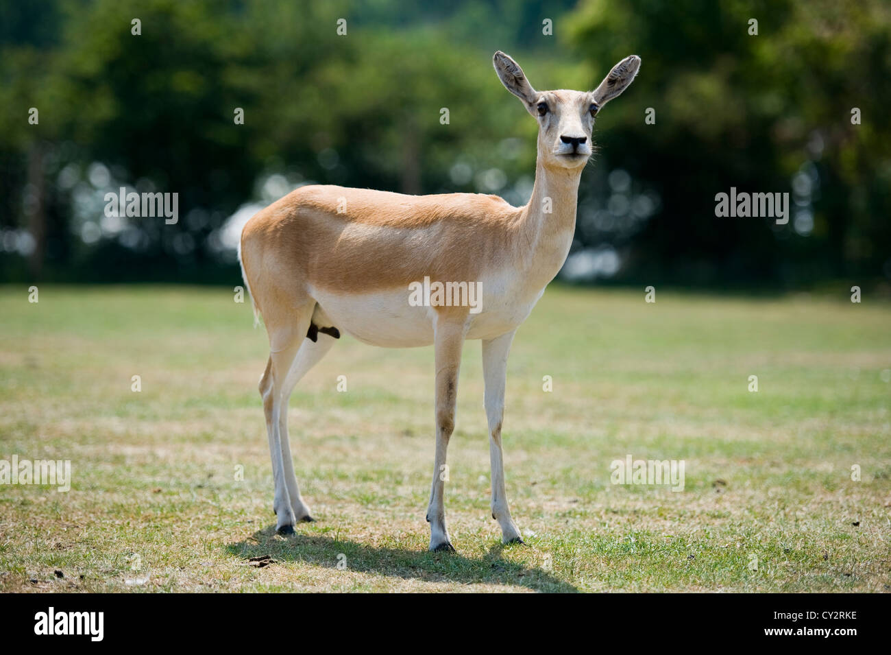 Gazelle standing hi-res stock photography and images - Alamy