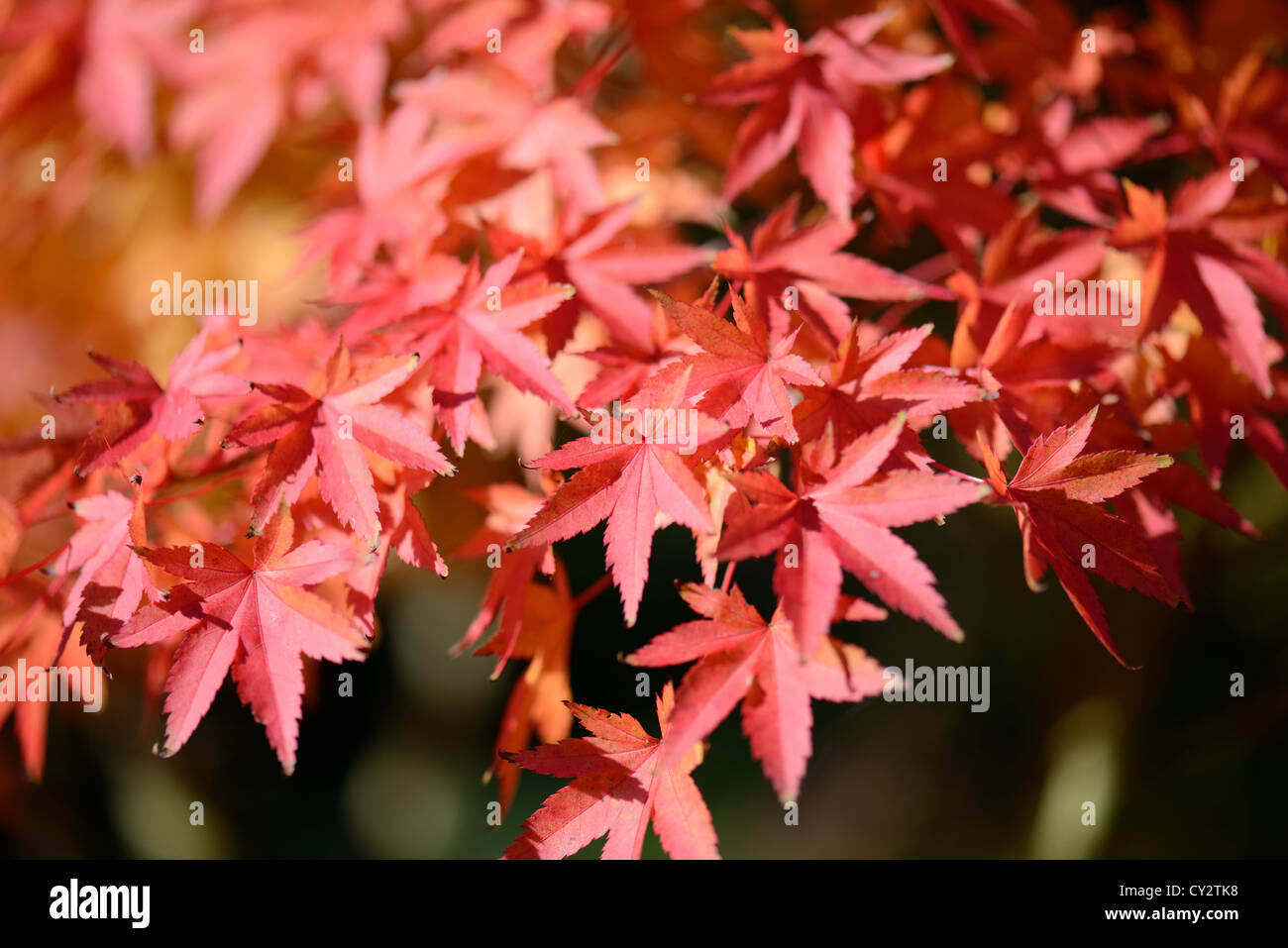 Sunny leaves hi-res stock photography and images - Alamy