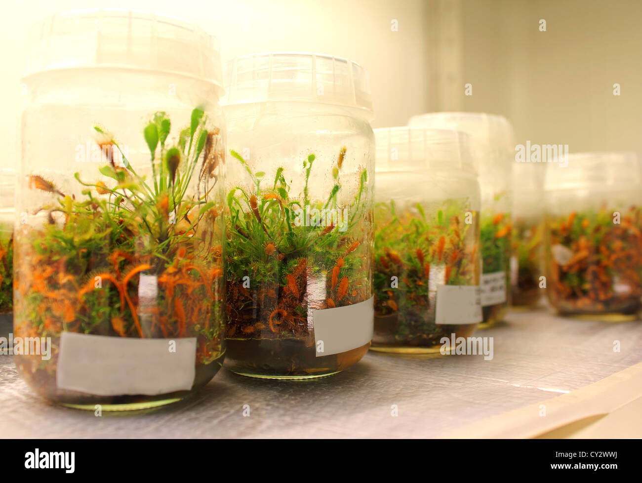 Plants in laboratory growing in special containers, Drosera rotundifolia Stock Photo