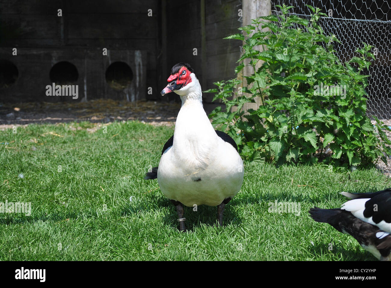 The Worlds Most Expensive Muscovy Duck Stock Photo