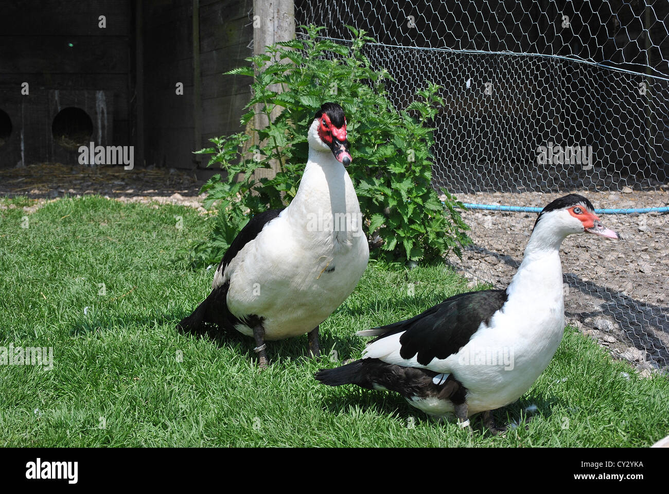 The worlds most expensive muscovy drake Stock Photo
