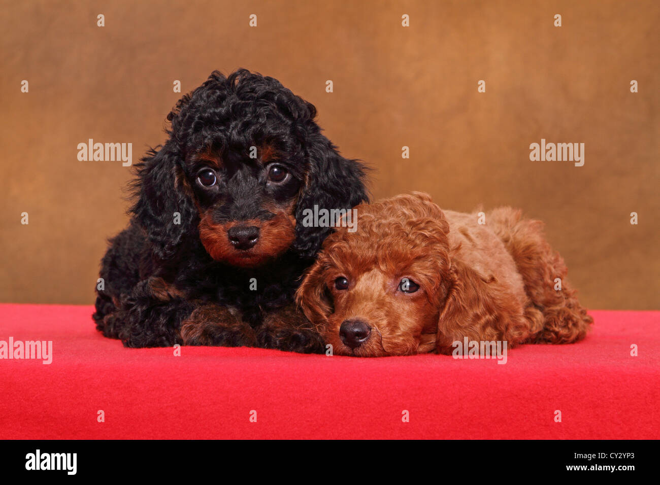 Miniature Poodle Puppies Stock Photo - Alamy