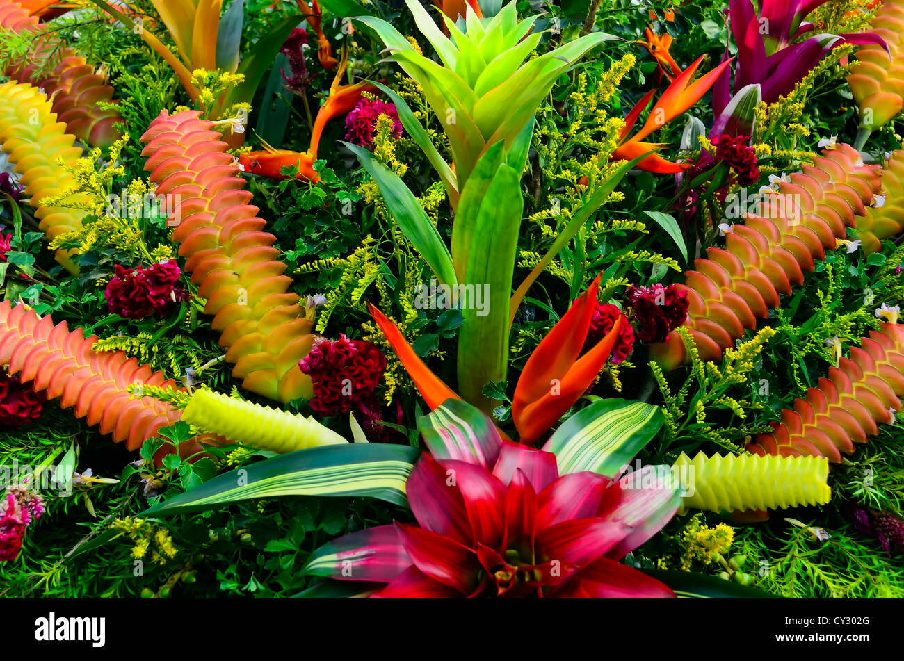 Arrangement of different Bromeliad flowers and other flowering plants Stock Photo