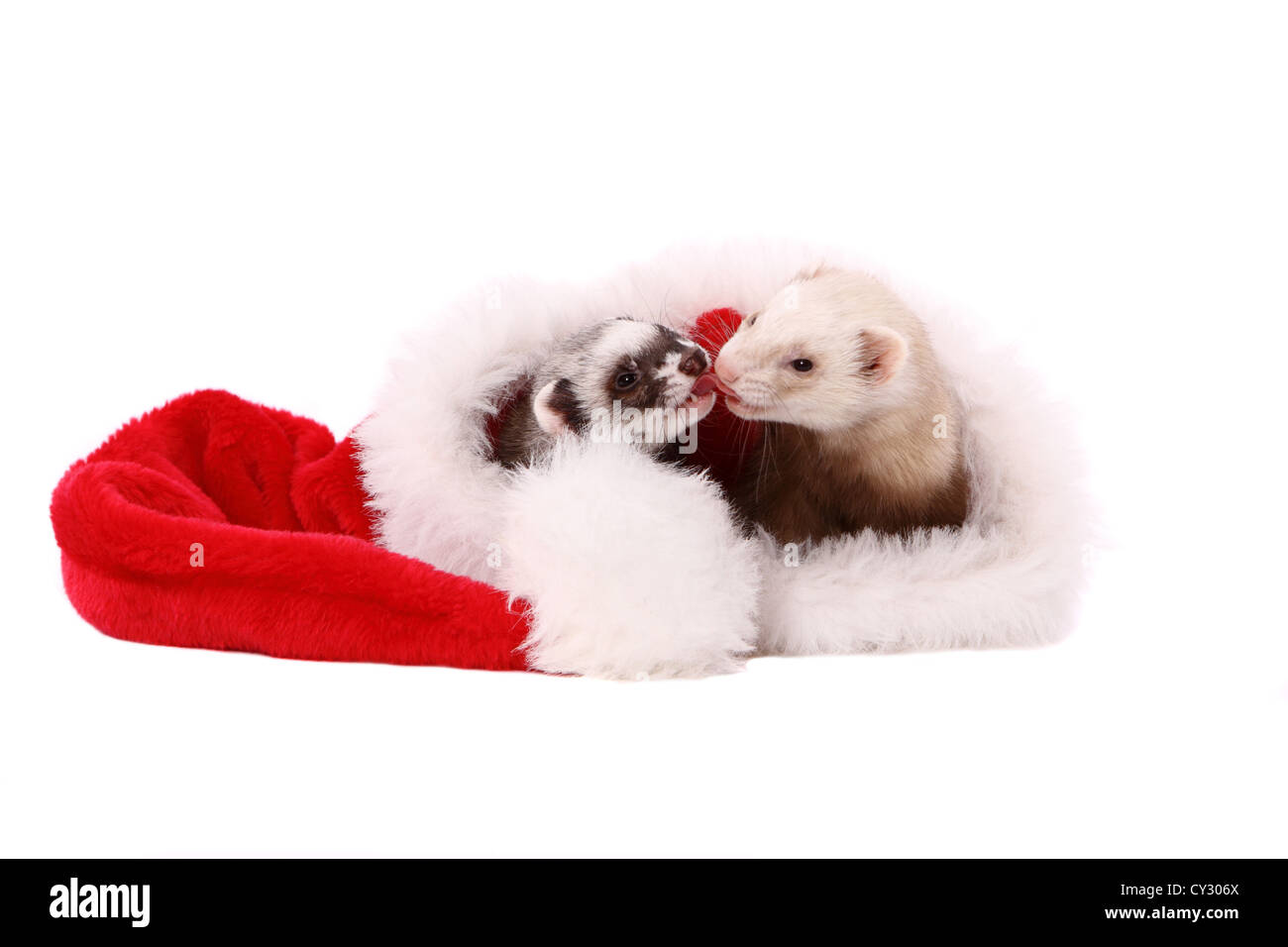 ferrets Stock Photo