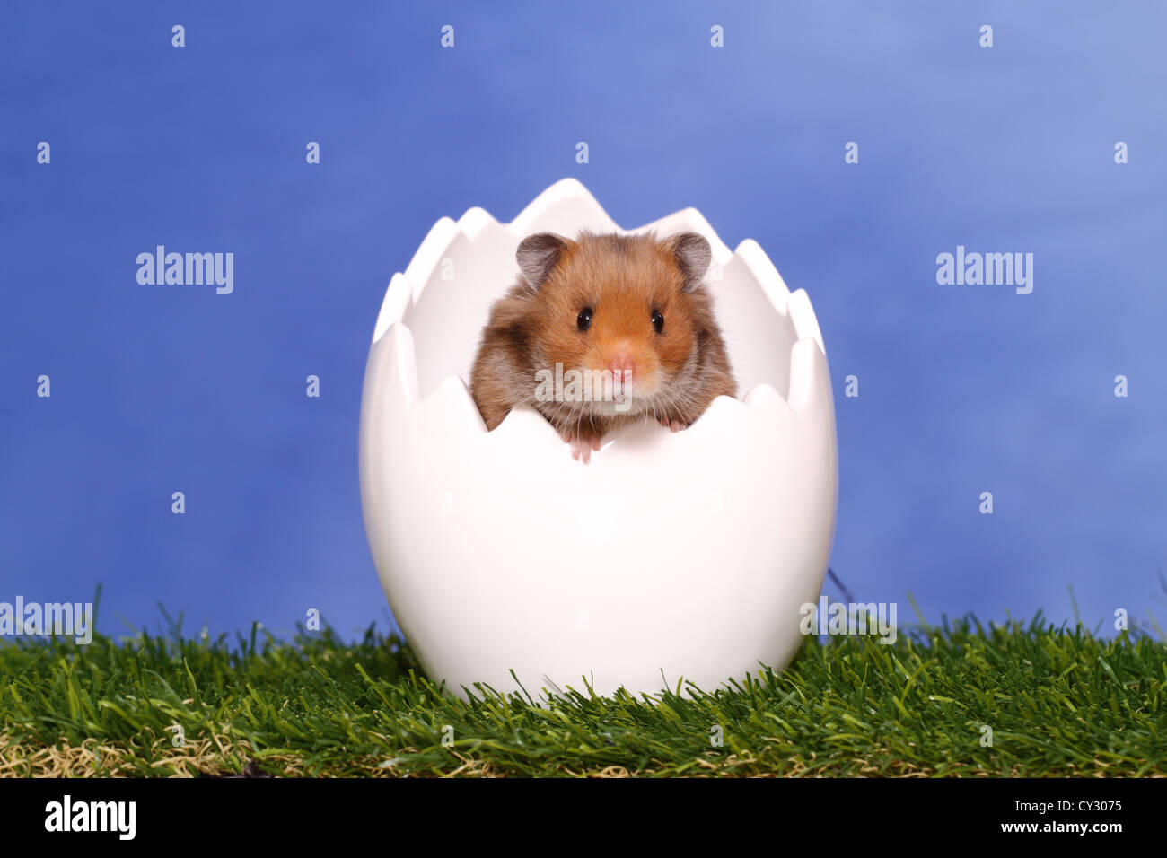 longhaired hamster Stock Photo