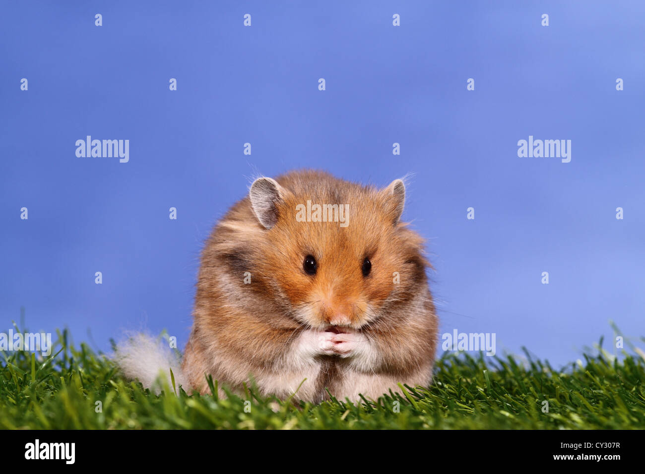 longhaired hamster Stock Photo