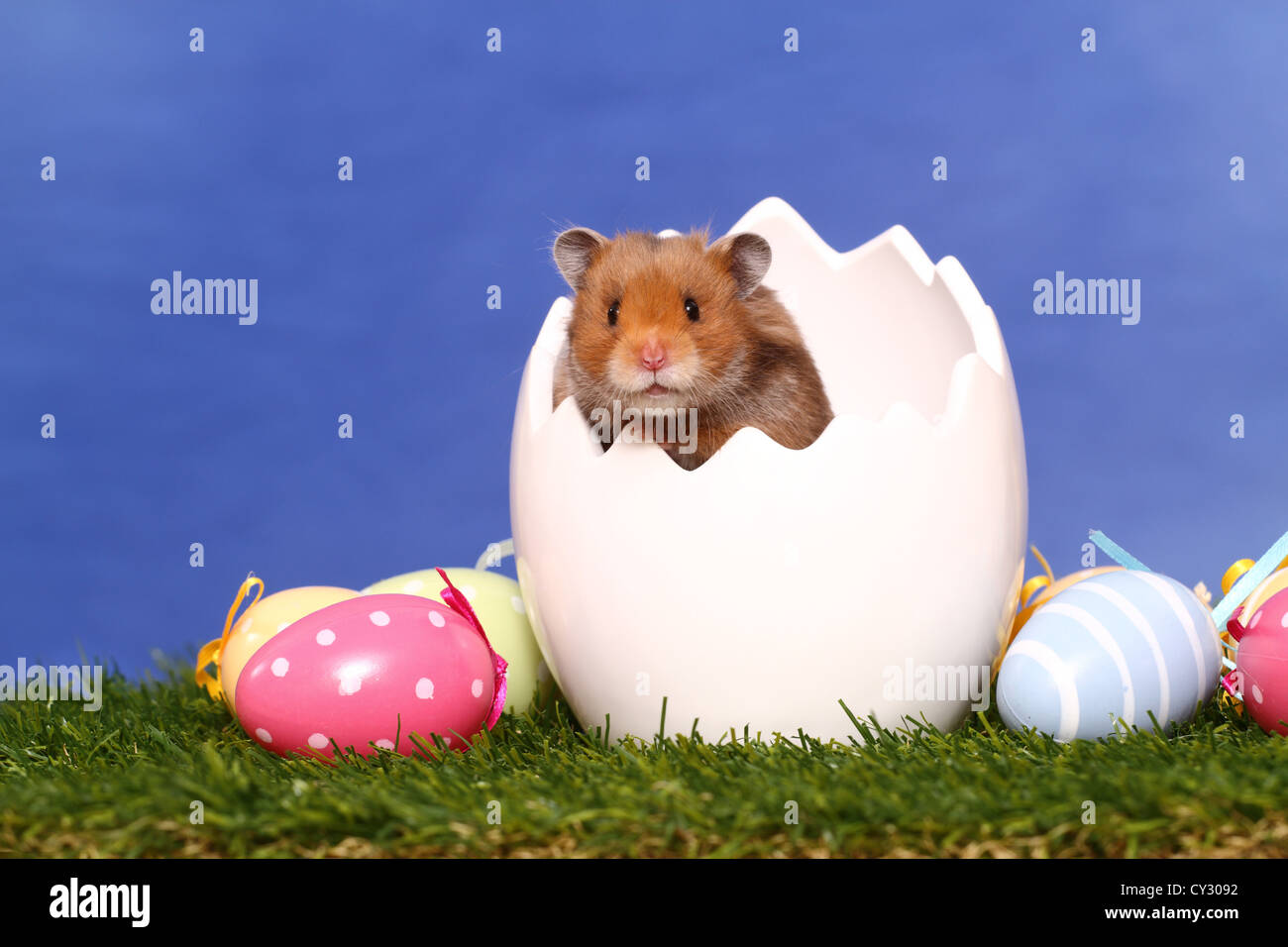 longhaired hamster Stock Photo