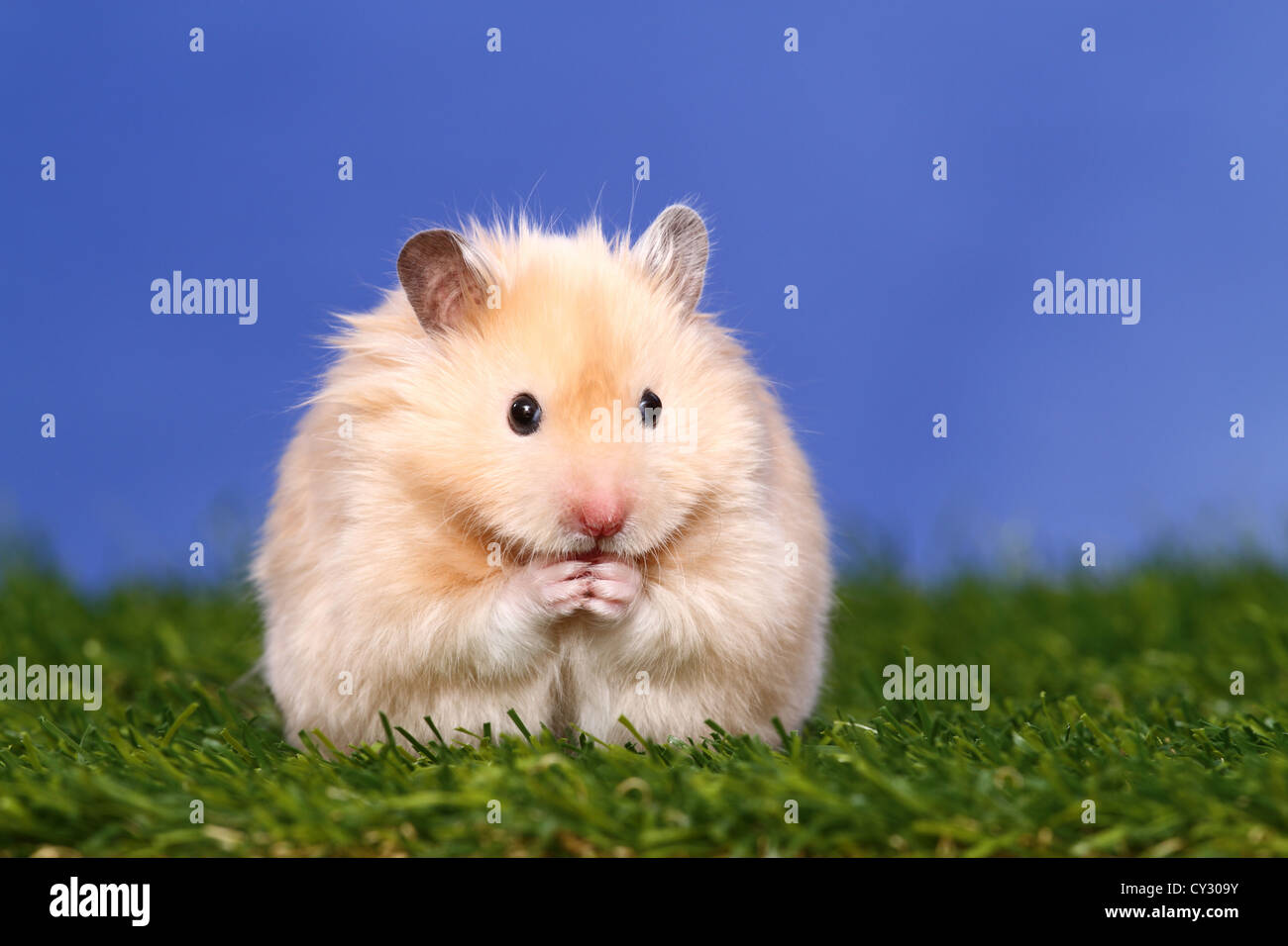 longhaired hamster Stock Photo