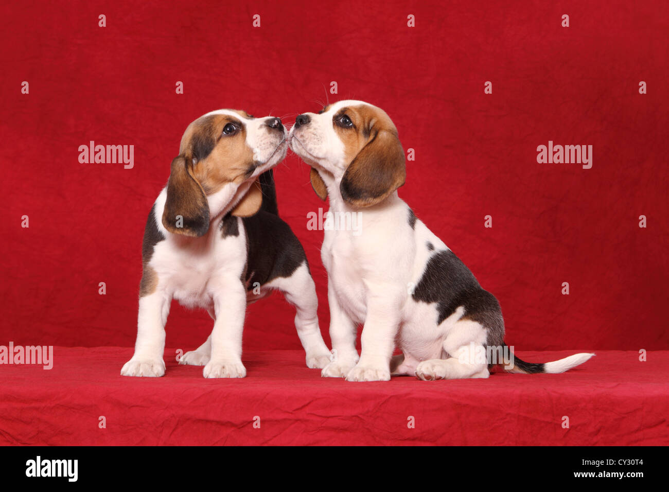 Two beagle dog puppies hi-res stock photography and images - Page 2 - Alamy