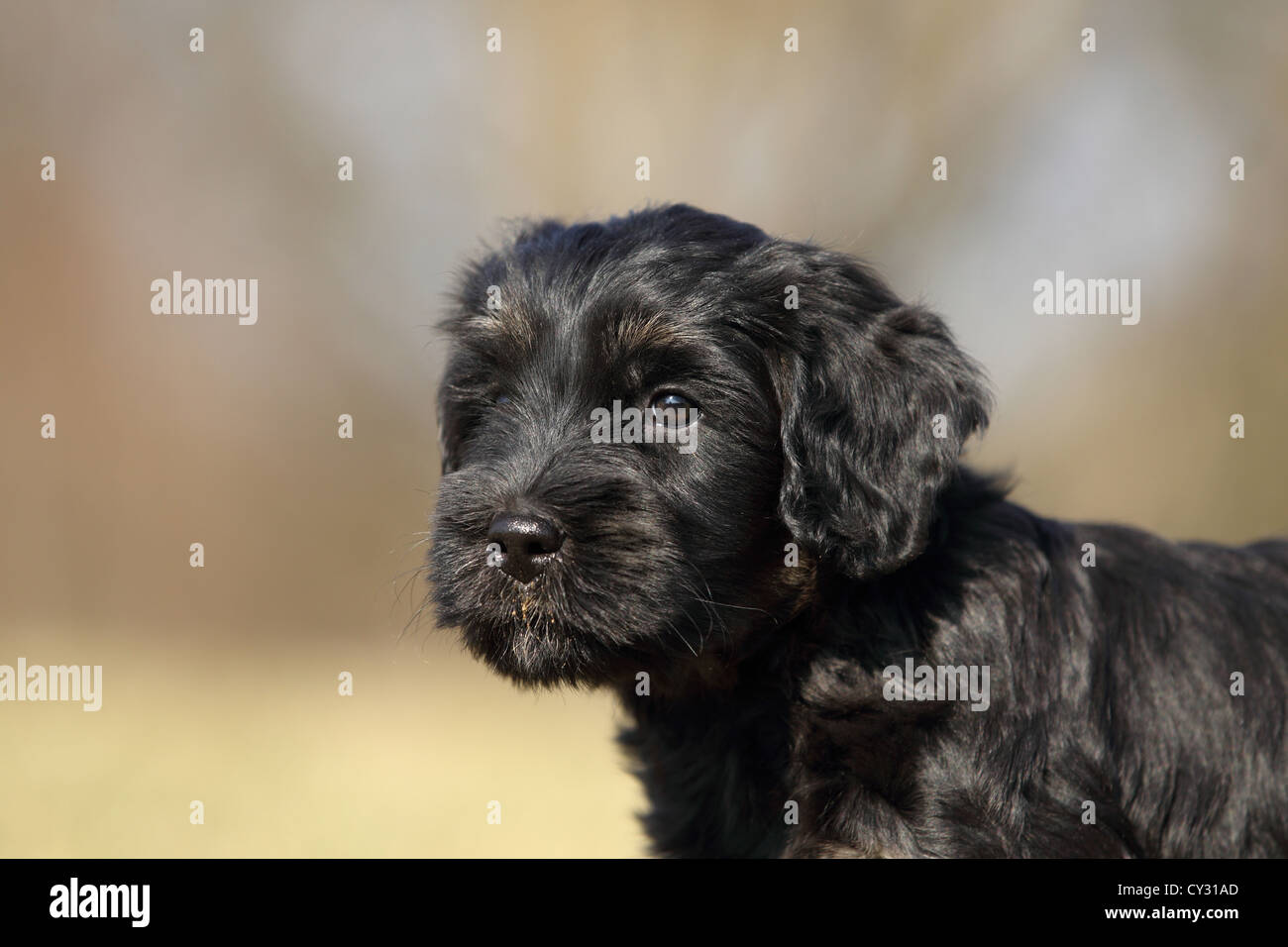 Cao da serra de aires puppies cheap