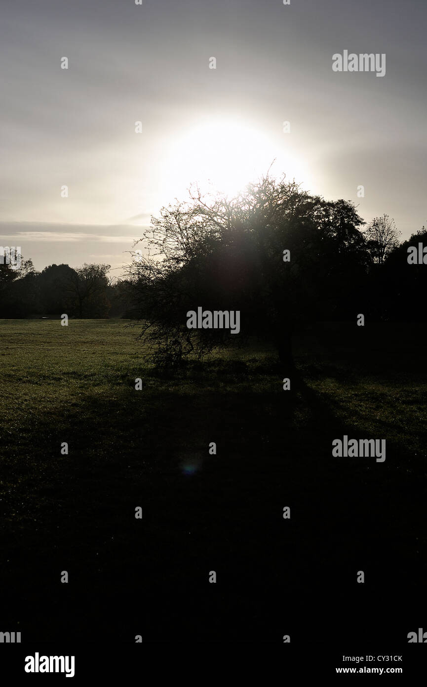 Silhouette of tree in early morning sun Stock Photo - Alamy