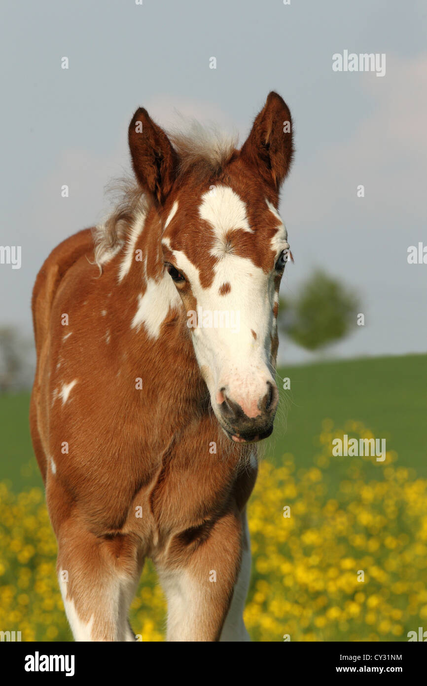 Paint Horse foal Stock Photo Alamy