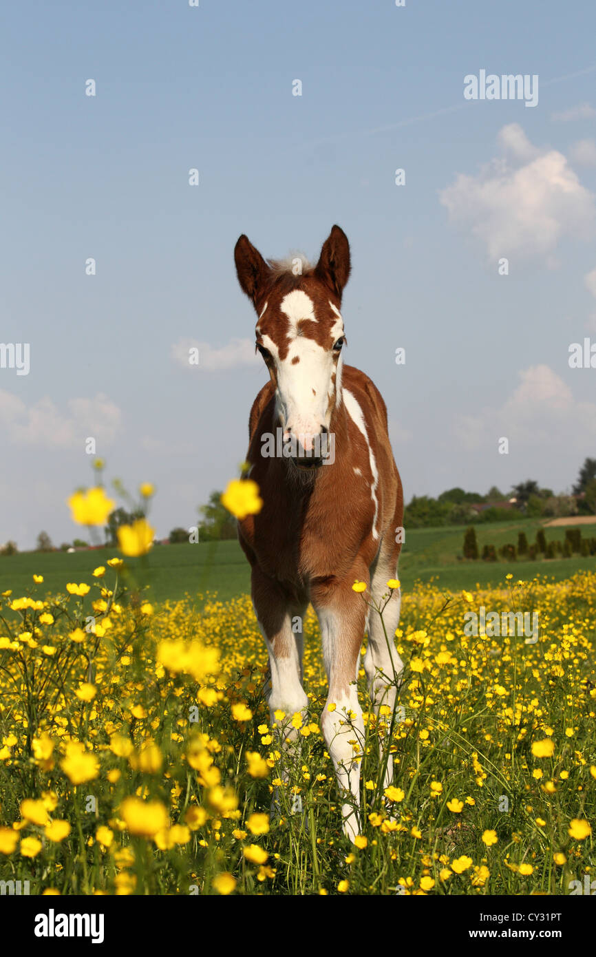 Paint Horse foal Stock Photo Alamy