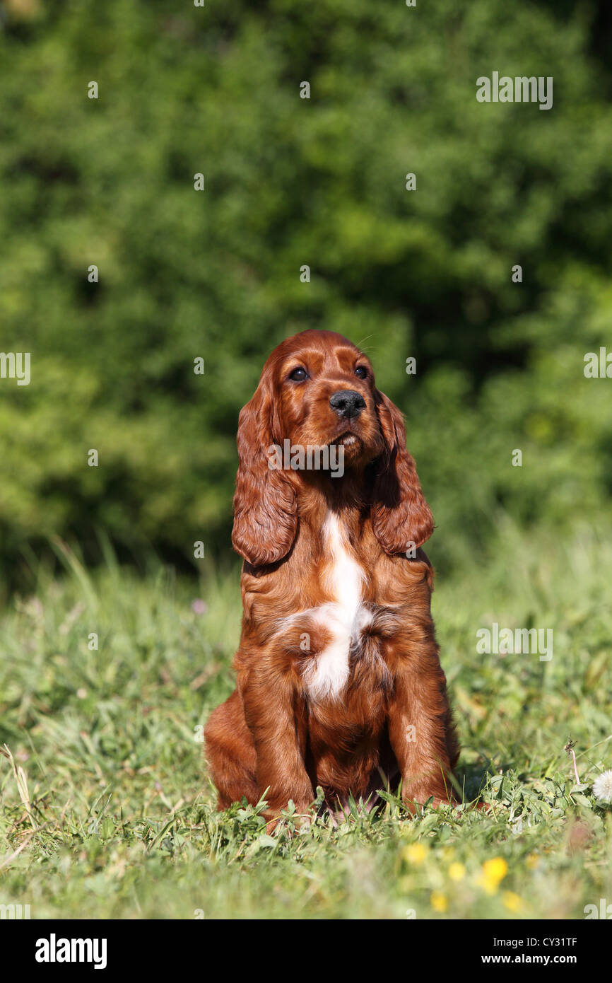 Irish Setter Puppy Stock Photo