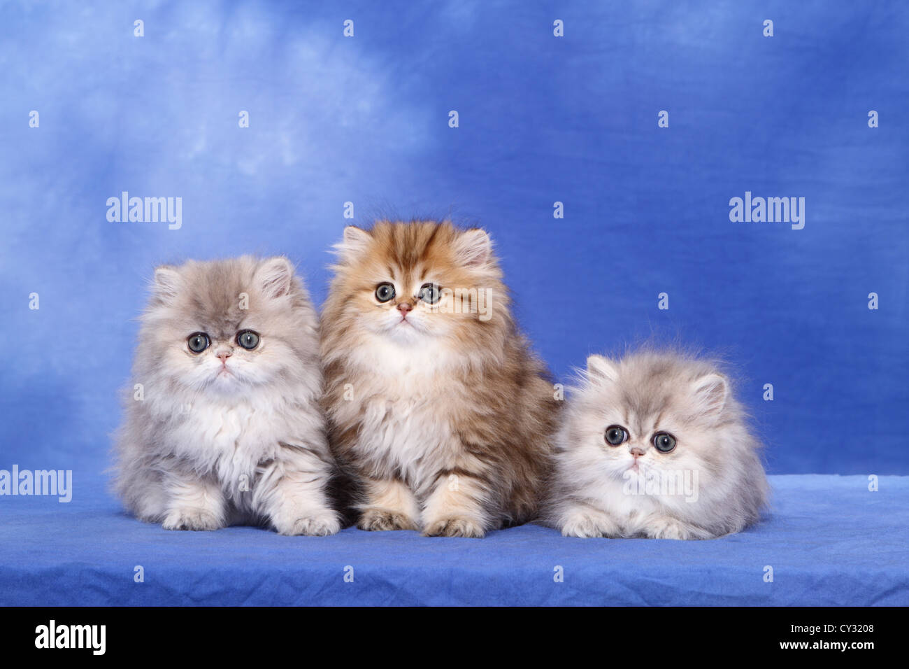 Three persian cats hires stock photography and images Alamy