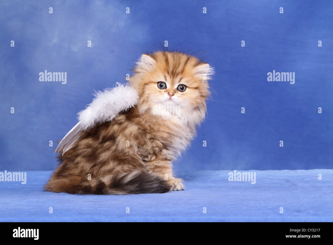 Persian Kitten Stock Photo