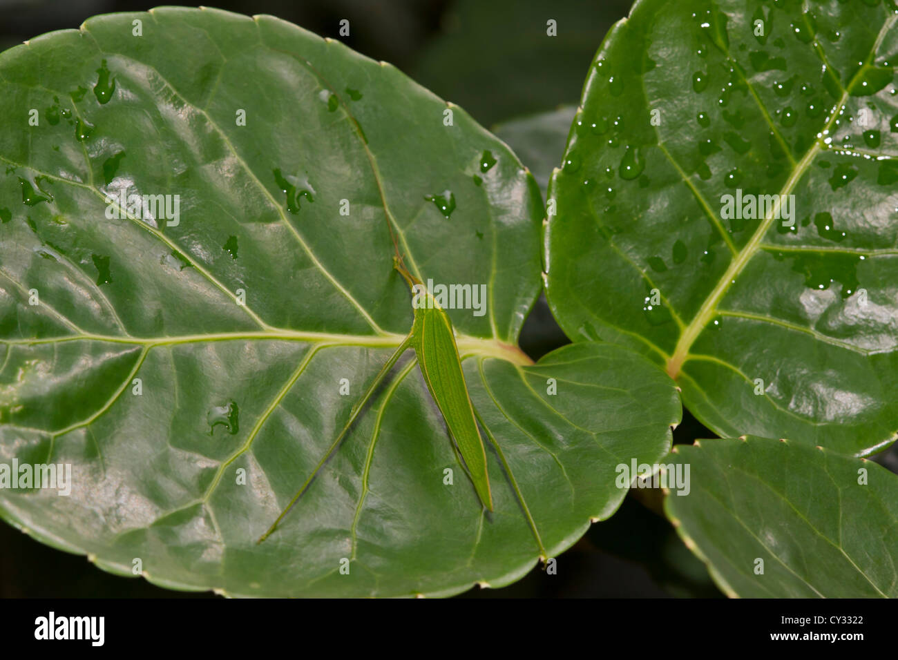 Mantis on a leaf Stock Photo