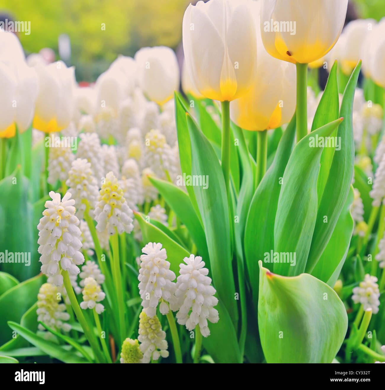 Crocus flower festival hi-res stock photography and images - Alamy