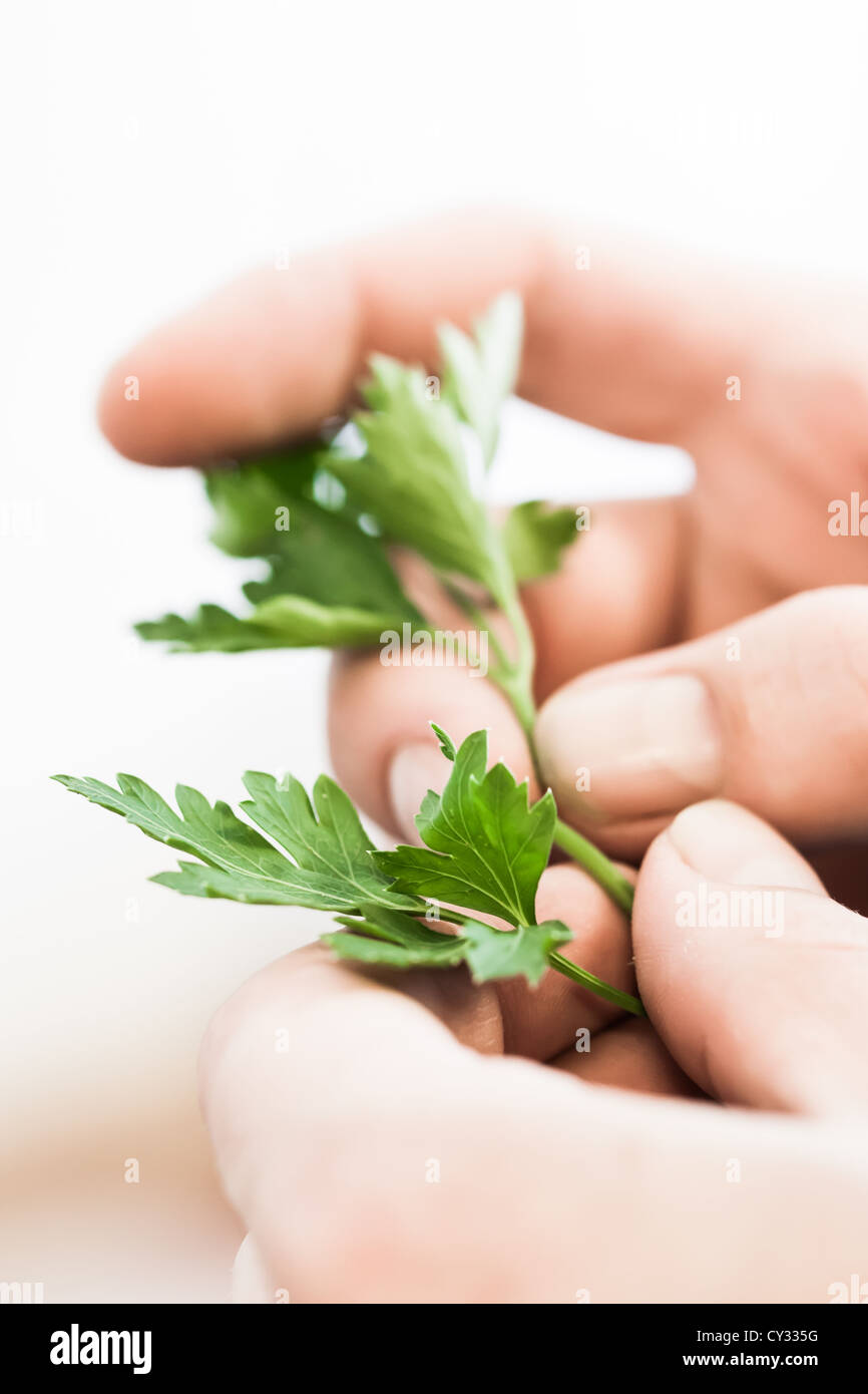 Pair of hands holding parsley Stock Photo