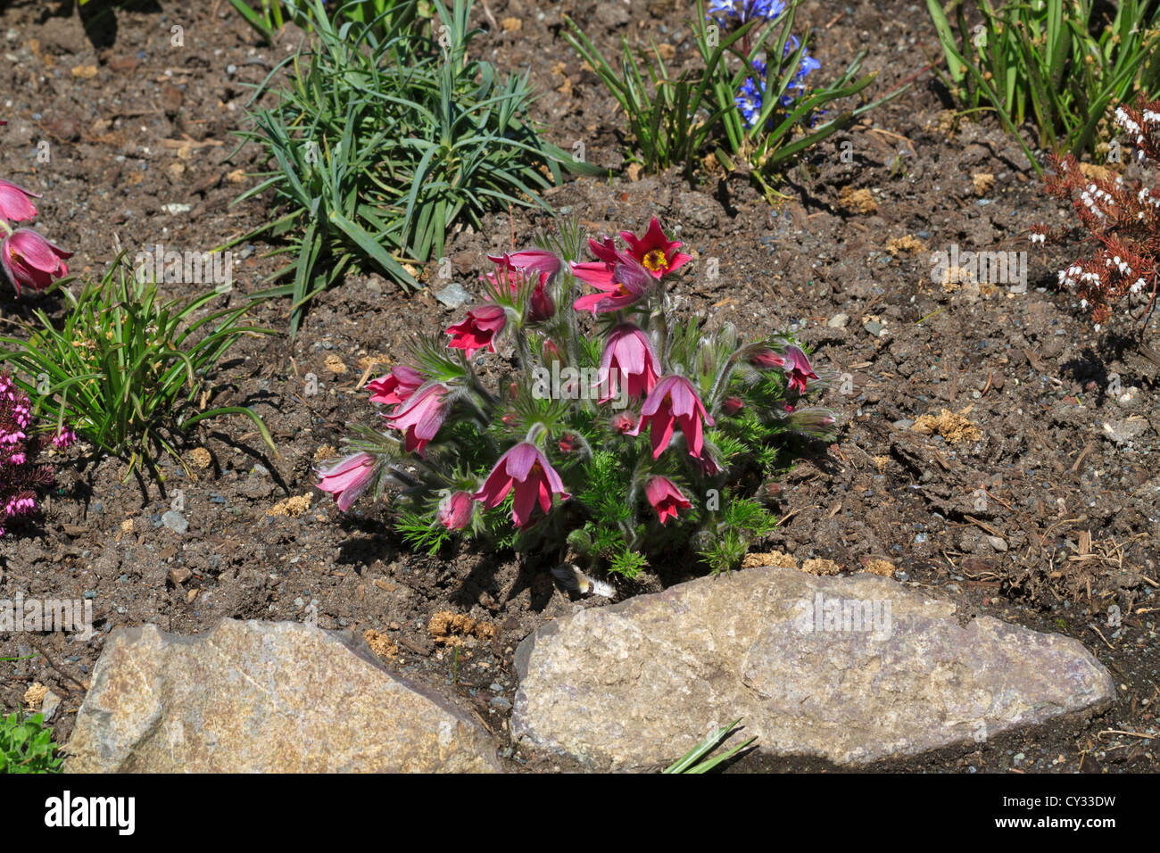 Pink Pasque flowers in a spring flowerbed. Pulsatilla vulgaris Pasque Flower Stock Photo