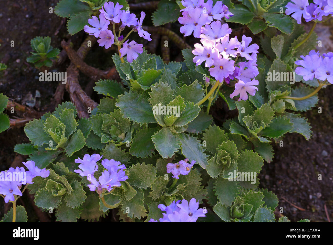 Primula Marginata. Soft mauve flowers and striking toothed leaves in rosettes. Stock Photo