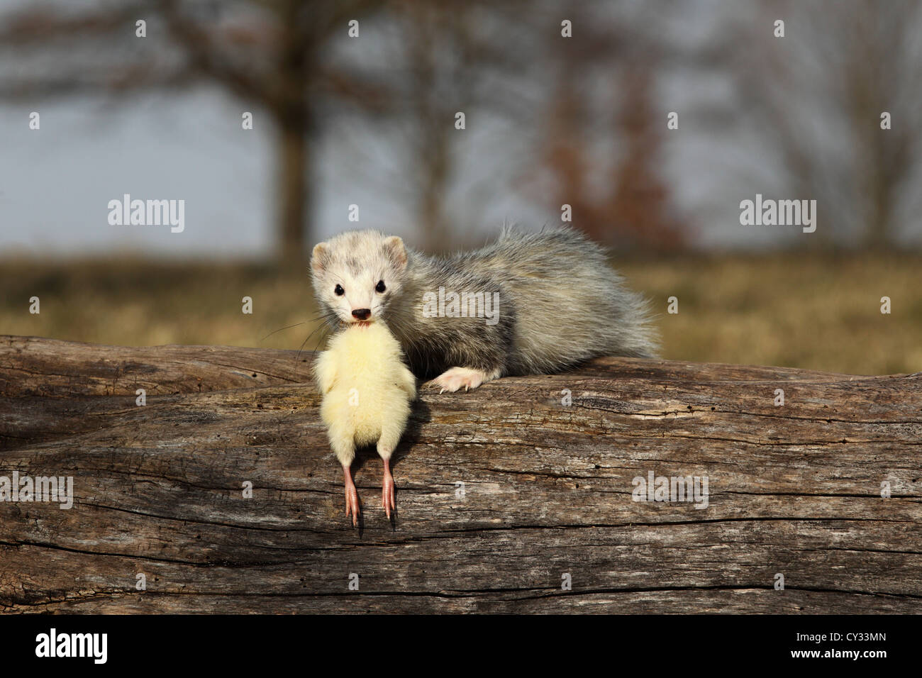 Ferrets muzzle hires stock photography and images Alamy