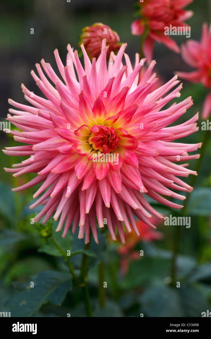 Dahlia Kilburn Fiesta Close Up RHS Wisley Gardens Surrey England 