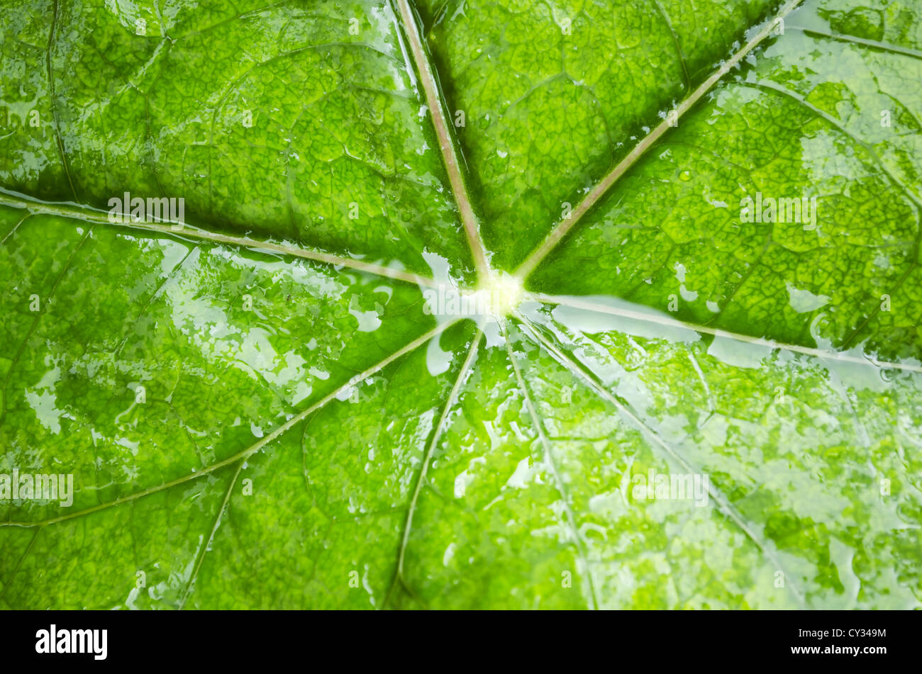 Wet green leaf hi-res stock photography and images - Alamy