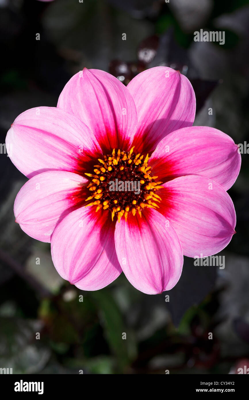 Dahlia, Happy Single Pink,Close up RHS Wisley Gardens, Surrey, England Stock Photo