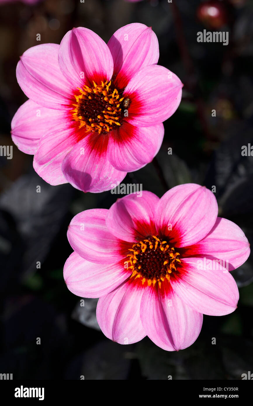 Dahlia, Happy Single Pink, Close up, RHS Wisley Gardens, Surrey, England Stock Photo