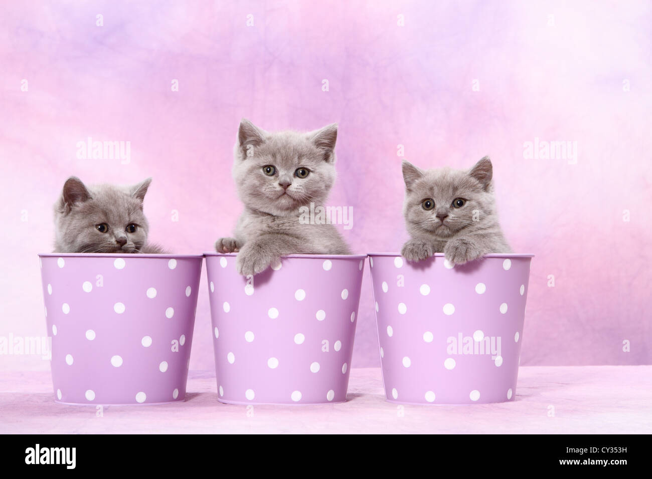 British Shorthair kitten Stock Photo Alamy