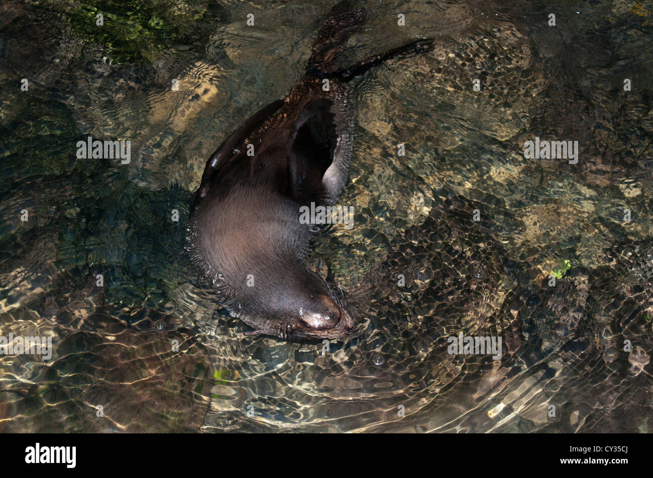 A New Zealand Fur Seal baby swimming in a natural pool near Kaikoura.  Ein junger neuseeländischer Seebär schwimmt im Tümpel. Stock Photo