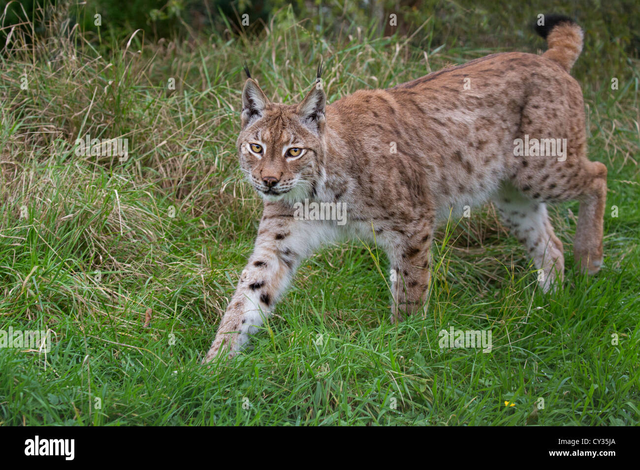 Eurasian Lynx Stock Photo