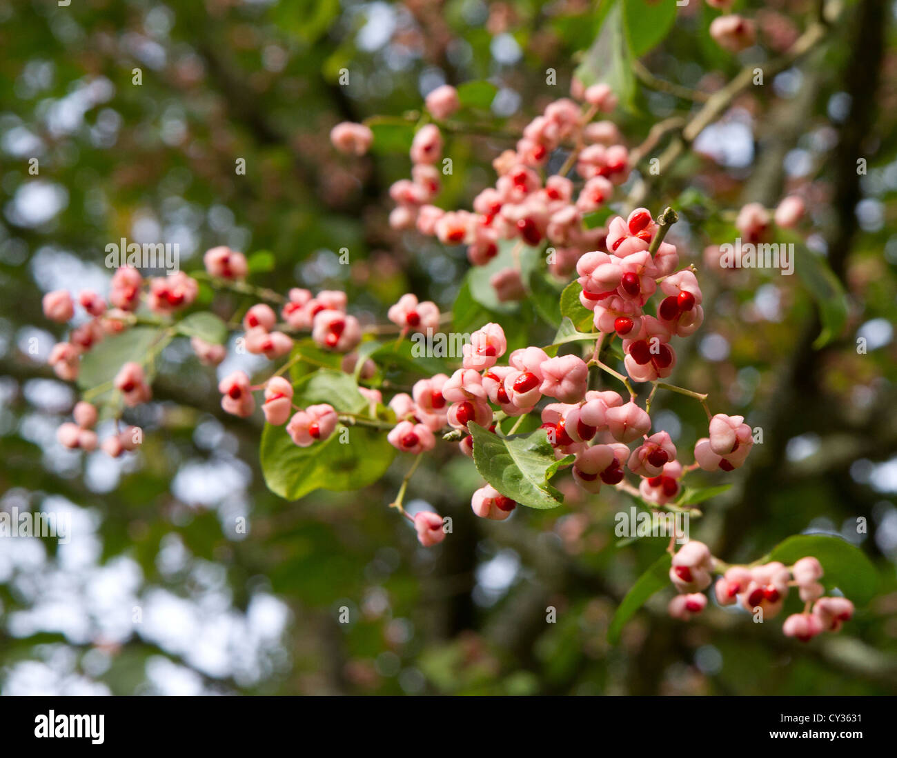 Euonymus Hamiltonianus fruit also known as Chinese Spindle Tree Stock Photo