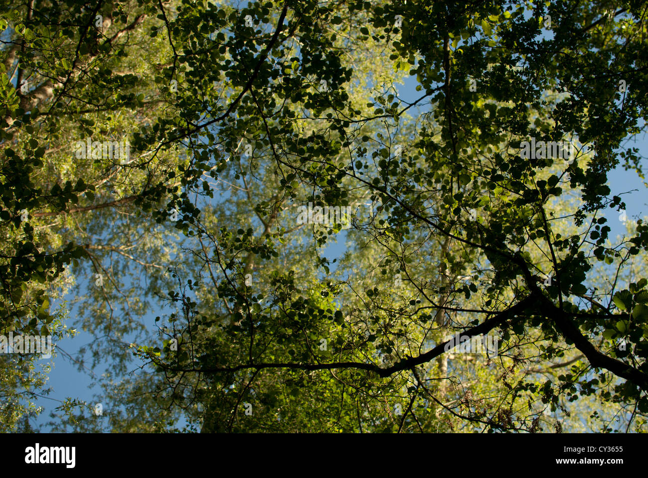 Leafy canopy hires stock photography and images Alamy