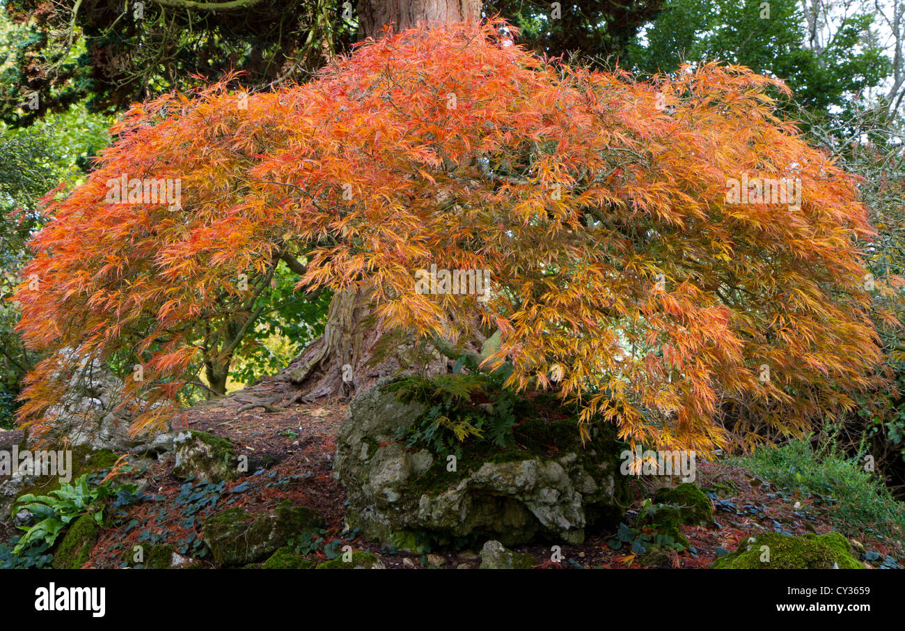 Acer Pazmatum tree otherwise known as Japanese Maple Stock Photo