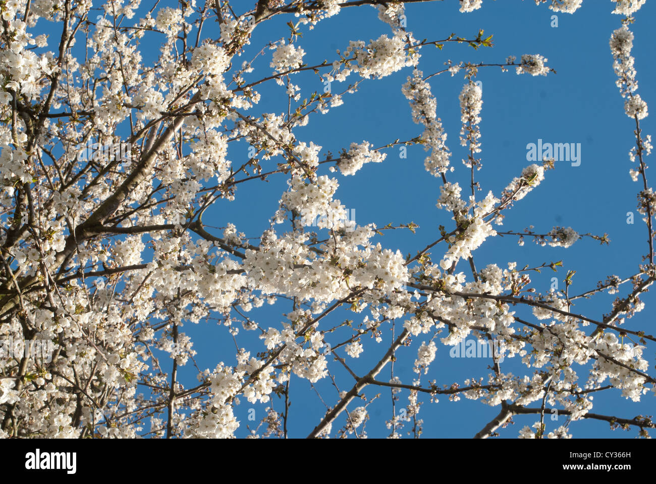 Cherry blossom trees in bloom. Stock Photo