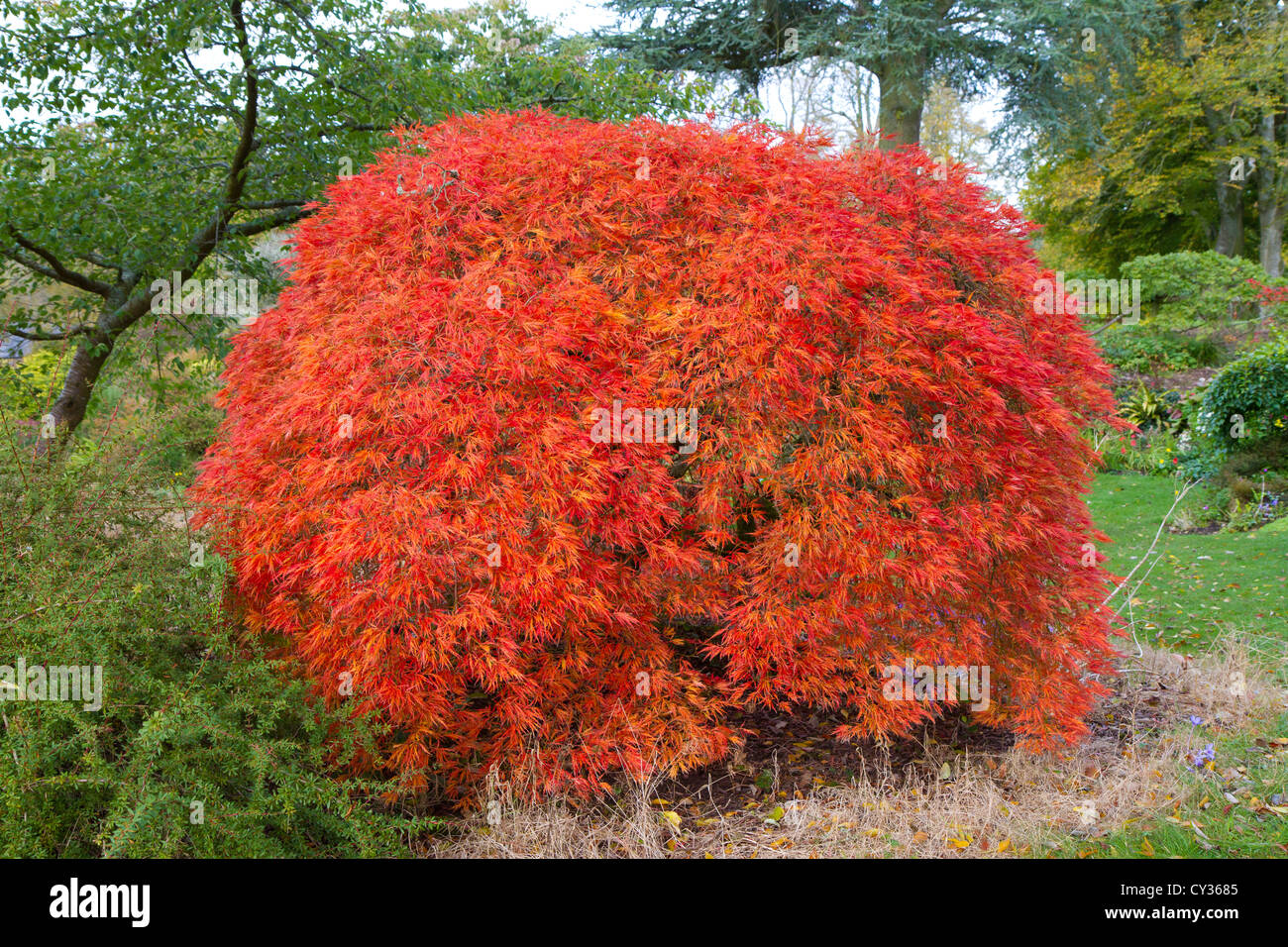 Acer Pazmatum tree otherwise known as Japanese Maple Stock Photo