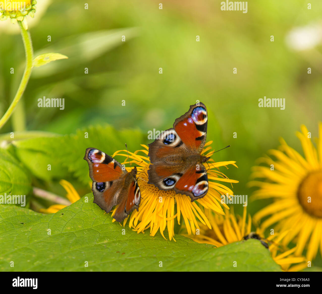 Two European Peacock Butterflies on a yellow aster Stock Photo