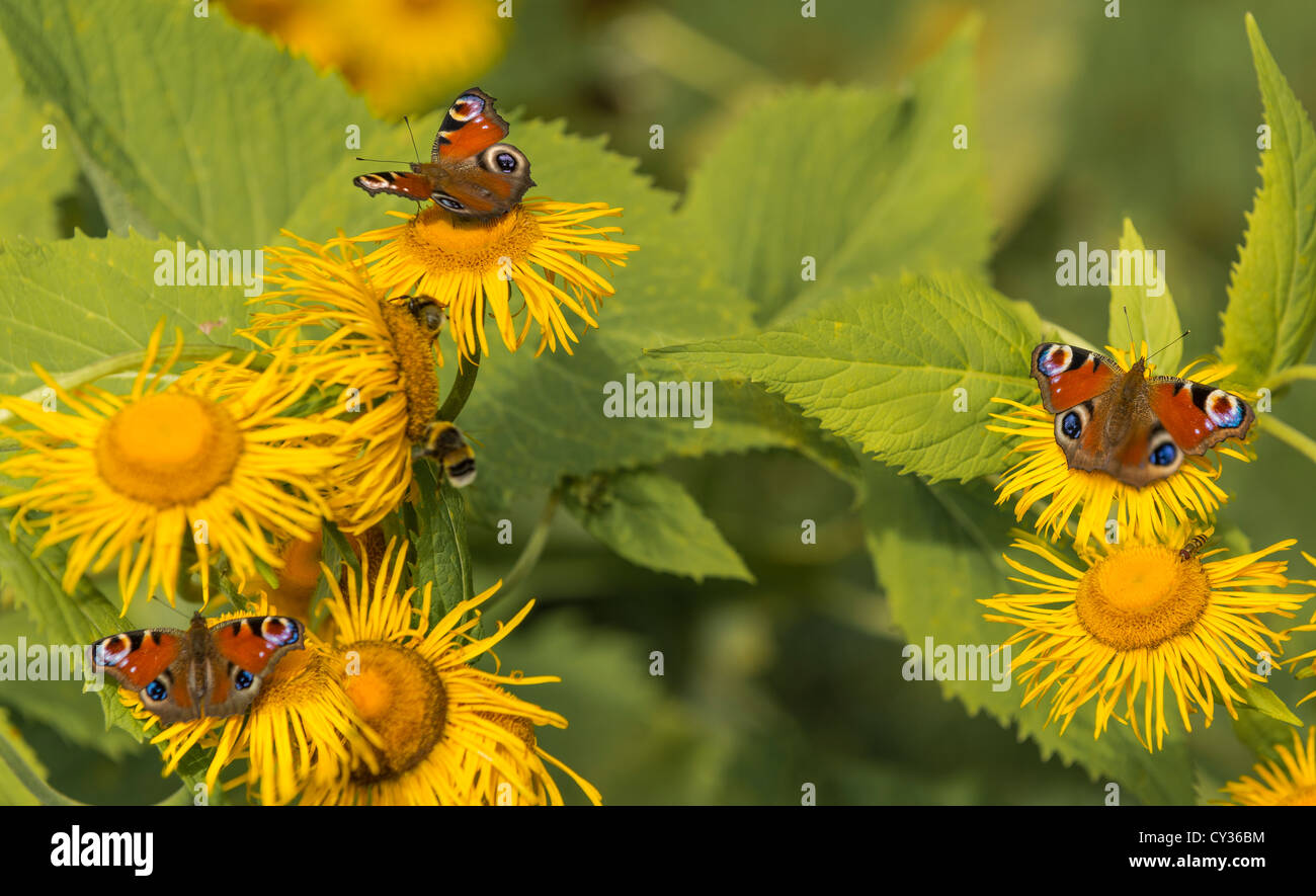 Three European Peacock Butterflies on yellow asters with a bumblebee crawling in the middle Stock Photo
