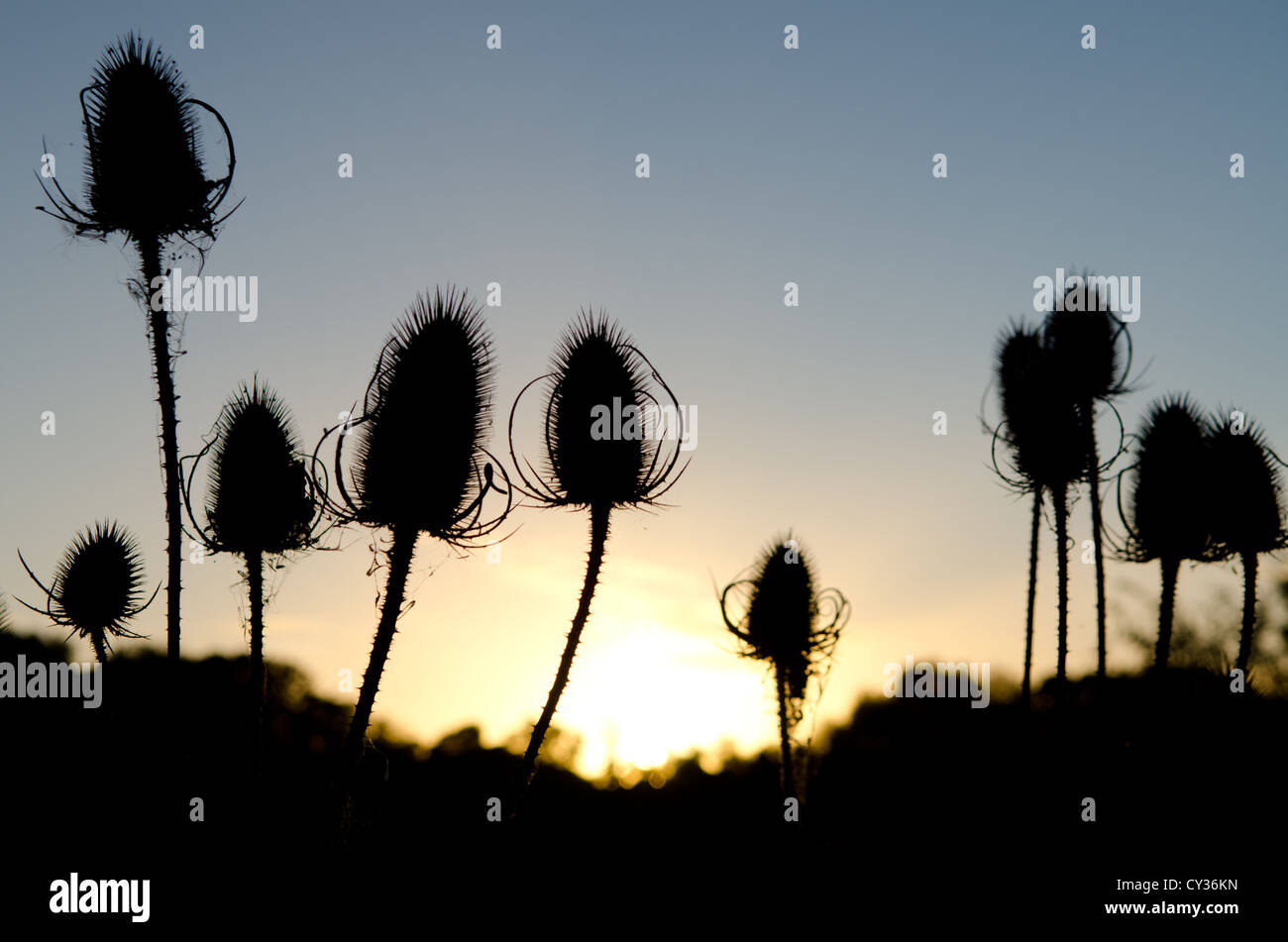 Thistles silhouetted against the sunset, take in Berrington Orchard, Tenbury Wells, Worcestershire. Stock Photo