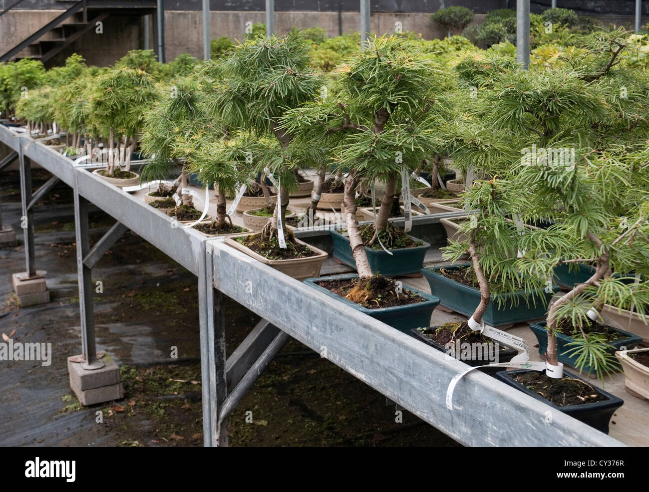 Pseudolarix bonsai trees nursery Stock Photo - Alamy
