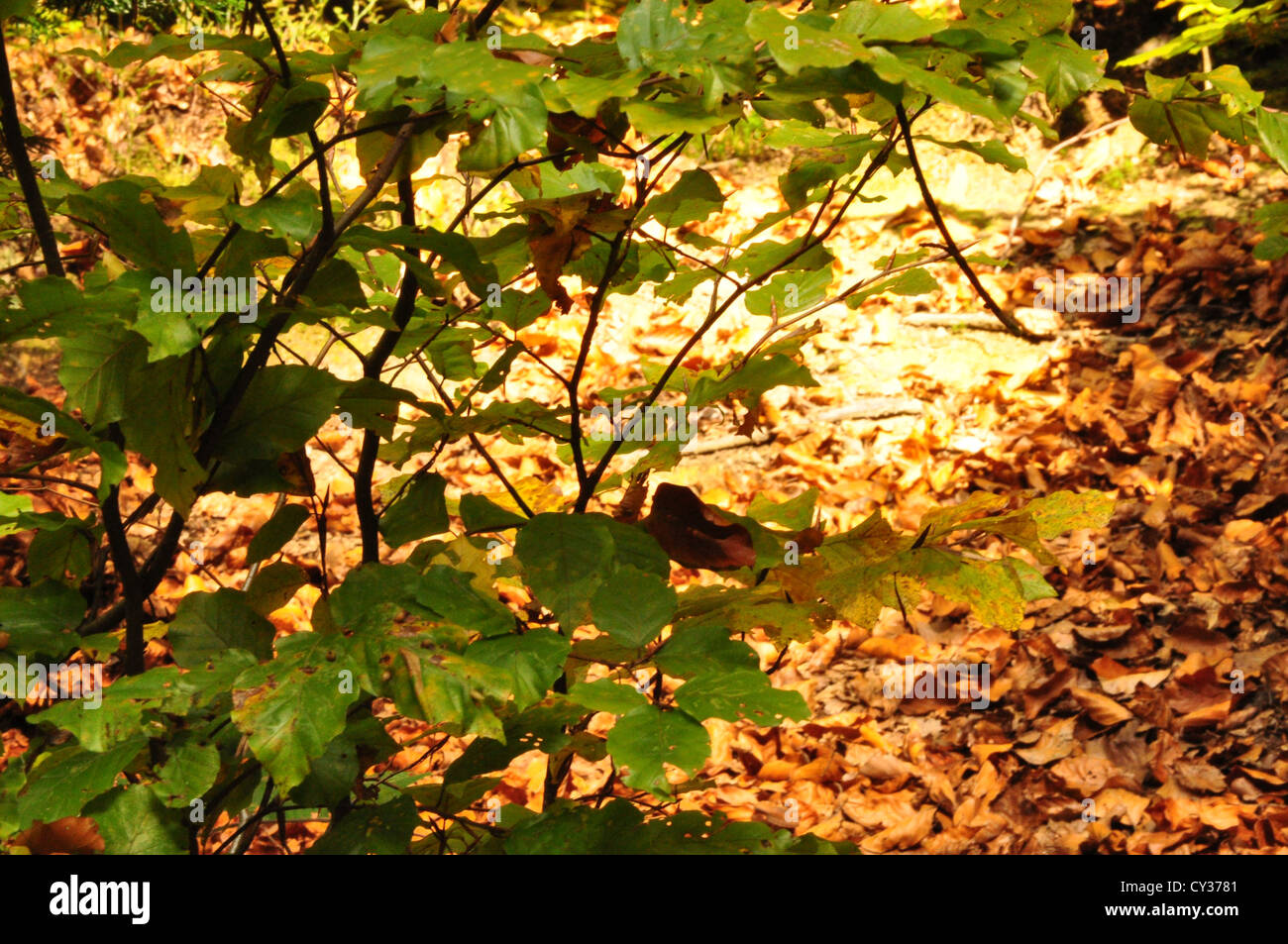 Fall trees forest hi-res stock photography and images - Alamy