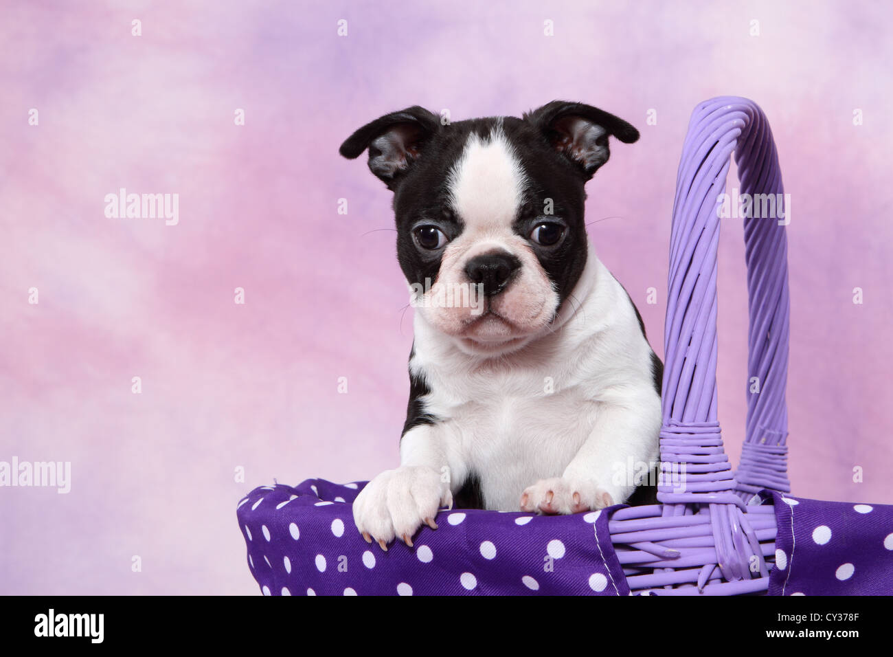 Boston Terrier Puppy Stock Photo Alamy
