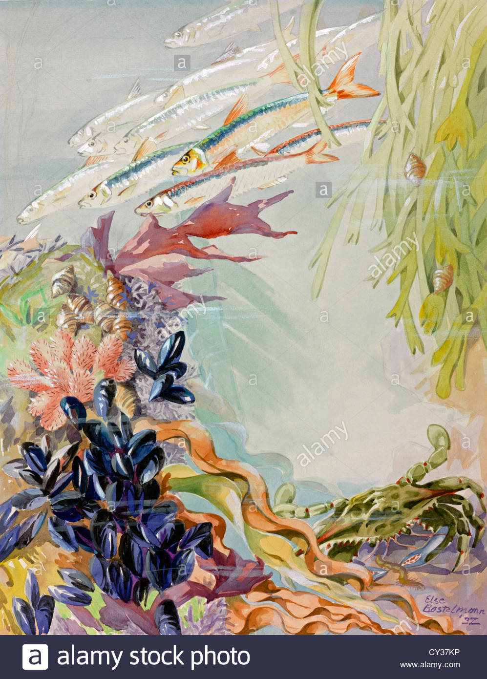 A Painting Of A Maine Sea Life Scene Surrounding A Sunken